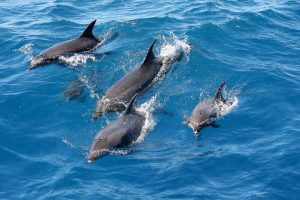 Dolphins coast Albir