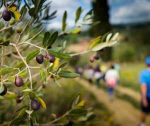 hiking albir